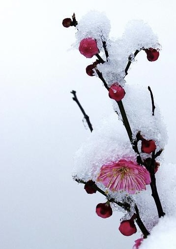 來(lái)一場(chǎng)大雪吧